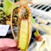 Nepenthes（Andamana x Northaina）  x Hurrelliana 