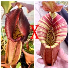Nepenthes Nebularum x （Northiana x Veitchii）