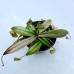 Nepenthes Bellii