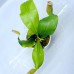 Nepenthes [(Maxima x boschiana) x veitchii] x veitchii