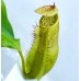 Nepenthes [(Maxima x boschiana) x veitchii] x veitchii