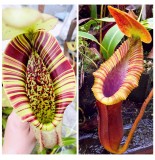Nepenthes Northiana x Trusmadiensis