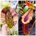 Nepenthes Northiana x Trusmadiensis