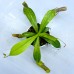Nepenthes St. Pacificus =ventricosa x insignis