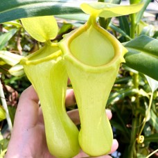 Nepenthes St. Pacificus =ventricosa x insignis
