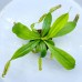 Nepenthes（Spathulata x Campanulata） xLVTP  