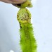 Nepenthes（Spathulata x Campanulata） xLVTP  