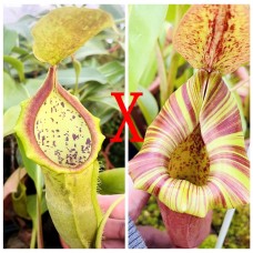 Nepenthes（Spathulata x Campanulata） xLVTP  