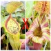 Nepenthes（Spathulata x Campanulata） xLVTP  