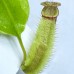 Nepenthes （Northiana x veitchii） x lowii