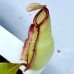 Nepenthes（viking x ampullaria  black miracle ） x（thorelii x northiana）