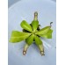 Nepenthes（viking x ampullaria  black miracle ） x（thorelii x northiana）