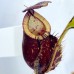Nepenthes（viking x ampullaria  black miracle ） x（thorelii x northiana）