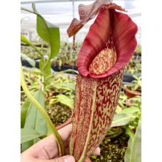 Nepenthes Maxima