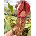 Nepenthes Maxima