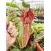 Nepenthes Maxima
