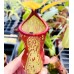 Nepenthes Gaya=khasiana x (ventricosa x maxima)