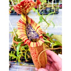 Nepenthes (Veitchii x Boschiana) x Northiana