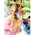 Nepenthes (Veitchii x Boschiana) x Northiana