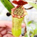 Nepenthes Thorelii var.Ikeda X ventricosa