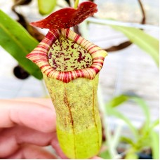 Nepenthes Thorelii var.Ikeda X ventricosa