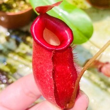Nepenthes Bloody Mary=Ampullaria x Ventricosa