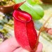 Nepenthes Bloody Mary=Ampullaria x Ventricosa
