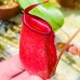 Nepenthes Bloody Mary=Ampullaria x Ventricosa