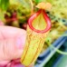 Nepenthes ventricosa x (maxima x talangensis)