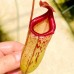 Nepenthes ventricosa x (maxima x talangensis)