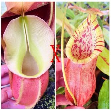 Nepenthes Veitchii x（Thorelii x Northiana）