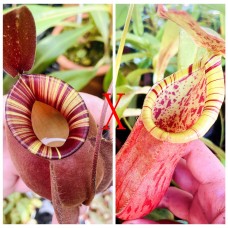 Nepenthes（viking x ampullaria  black miracle ） x（thorelii x northiana）