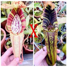 Nepenthes（Andamana x Northaina）  x Hurrelliana 