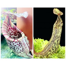 Nepenthes  Burbidgeae x Fusca