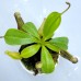 Nepenthes  Burbidgeae x Fusca