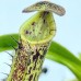 Nepenthes  Burbidgeae x Fusca