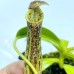 Nepenthes  Burbidgeae x Fusca
