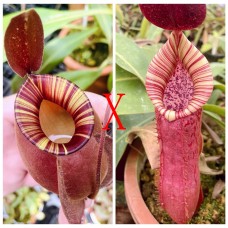 Nepenthes（viking x ampullaria  black miracle ） x （bokorensis veitchii）