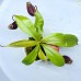 Nepenthes（viking x ampullaria  black miracle ） x （bicalcarata x northiana）