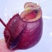 Nepenthes（viking x ampullaria  black miracle ） x （bicalcarata x northiana）