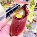 Nepenthes（viking x ampullaria  black miracle ） x （bicalcarata x northiana）
