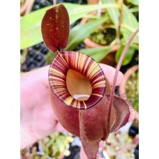Nepenthes viking x ampullaria  black miracle 