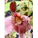 Nepenthes viking x ampullaria  black miracle 
