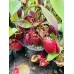 Nepenthes viking x ampullaria  black miracle 