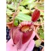 Nepenthes viking x ampullaria  black miracle 
