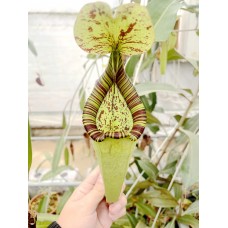 Nepenthes Rafflesiana