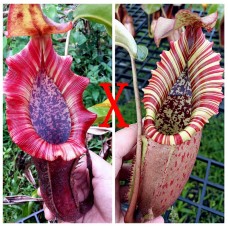 Nepenthes [(lowii x veitchii) x boschiana] x （northiana x veitchii）