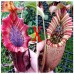 Nepenthes [(lowii x veitchii) x boschiana] x （northiana x veitchii）