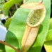 Nepenthes [(lowii x veitchii) x boschiana] x （northiana x veitchii）