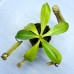 Nepenthes [(lowii x veitchii) x boschiana] x （northiana x veitchii）